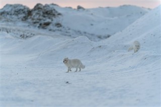 Svalbard hava tahmini