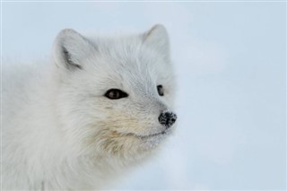 Svalbard weersvoorspelling