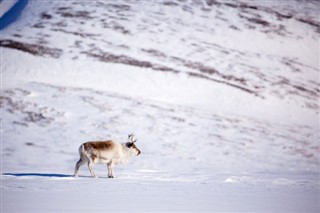 Svalbard pronóstico del tiempo