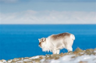 Svalbard hava tahmini