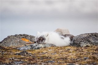Svalbard vejrudsigt