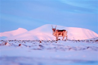 Svalbard hava tahmini