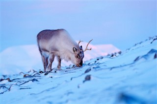 Svalbard prévisions météorologiques