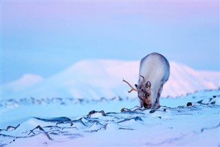 Svalbard prévisions météorologiques