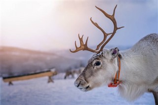 Svalbard vejrudsigt