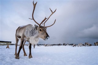 Svalbard vejrudsigt