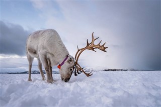 Svalbard předpověď počasí