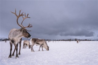 svalbard sääennuste