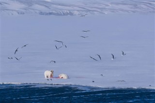 Svalbard vejrudsigt
