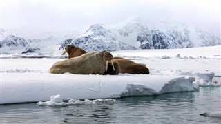 Svalbard vejrudsigt