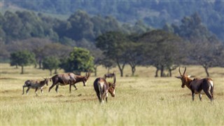 Swaziland vejrudsigt