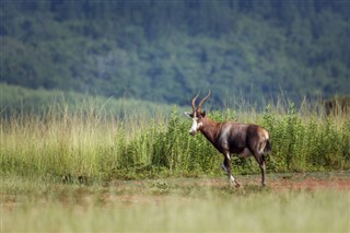 Swaziland vejrudsigt