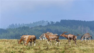 Svaziland hava tahmini