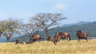 Svaziland hava tahmini