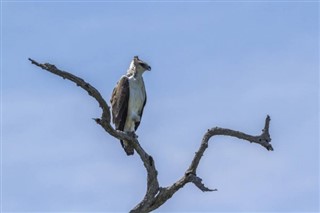 Swaziland vejrudsigt