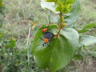 Svaziland hava tahmini