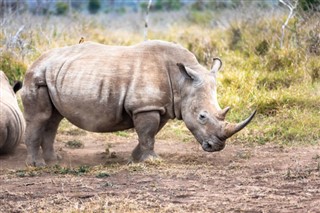 Swaziland vejrudsigt