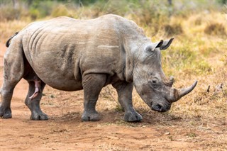 Swaziland předpověď počasí