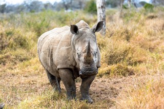 Swaziland vejrudsigt