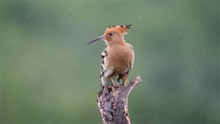 Svaziland hava tahmini