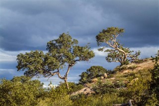 Svaziland hava tahmini