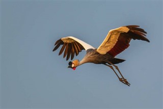 Svaziland hava tahmini