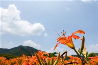 Taiwan vejrudsigt