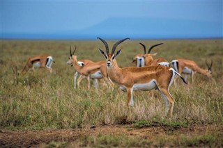 Tanzanija vremenska prognoza