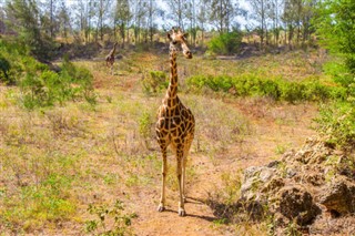 Tanzania vejrudsigt