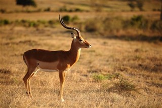 Tanzania vejrudsigt