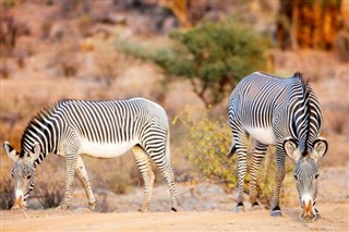 Tanzanija vremenska prognoza