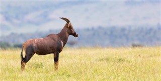 Tanzania vejrudsigt