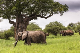 Tanzania vejrudsigt