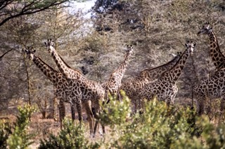 Tanzanie prévisions météorologiques