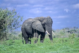 Tanzanie prévisions météorologiques