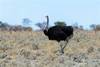 Tanzanie prévisions météorologiques