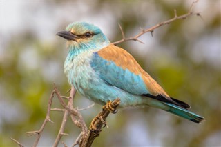Tanzania vejrudsigt