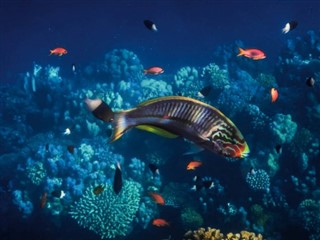 Tokelau vejrudsigt