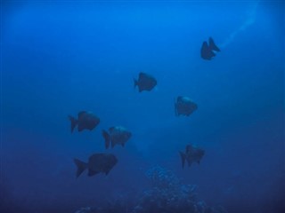 Tokelau hava tahmini
