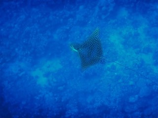 Tokelau prévisions météorologiques