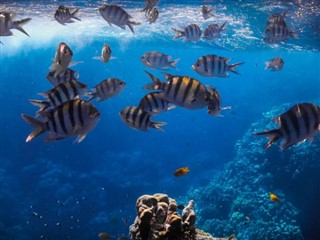 Tokelau vejrudsigt
