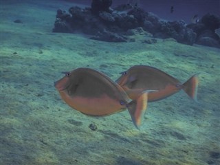 Tokelau Időjárás-jelentés