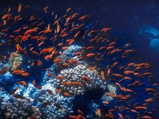 Tokelau hava tahmini