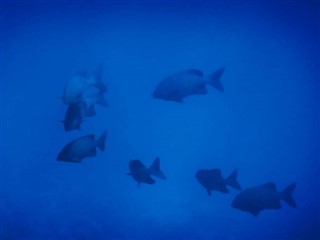 Tokelau hava tahmini
