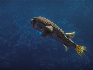 Tokelau hava tahmini