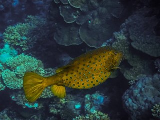 Tokelau hava tahmini