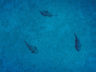 Tokelau hava tahmini