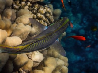 Tokelau Hava tahmini