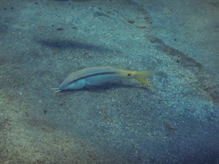 Tokelau Időjárás-jelentés