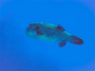 Tokelau hava tahmini